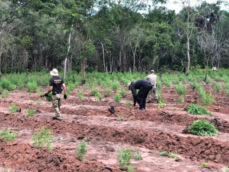 Polícia Federal descobre 7 mil pés de maconha cultivados dentro de florestas no MA