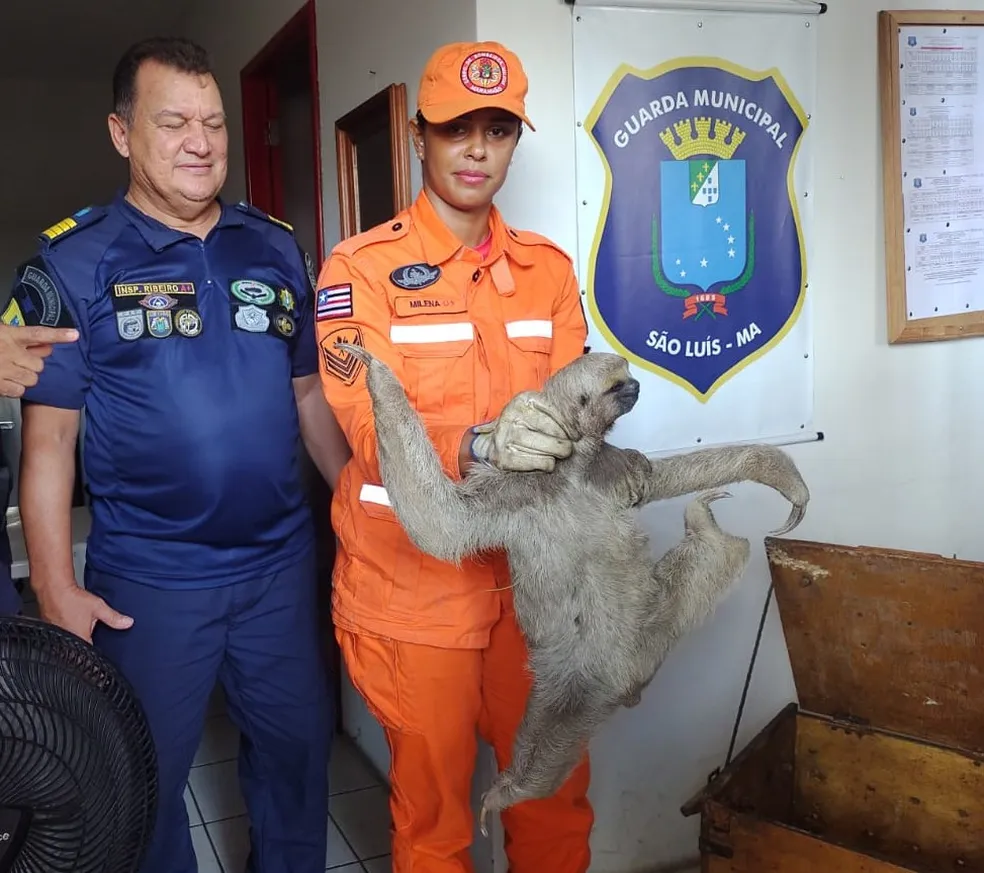 Bicho-preguiça é resgatado em pista de viaduto em São Luís