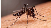 Com mais de 1 milhão de casos, Brasil faz 'Dia D' contra dengue