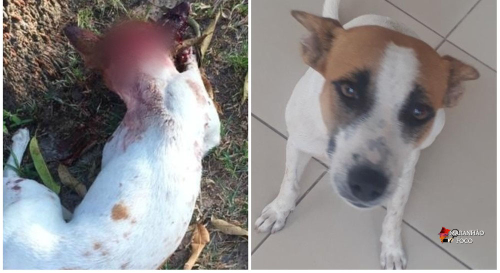Suspeito de esfaquear cadela em São Luís se apresenta e nega crime