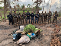 Polícia descobre e destrói 600 pés de maconha cultivados em povoado no MA